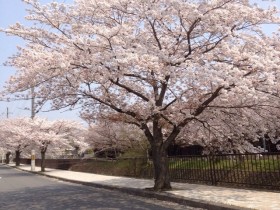2014/04/10マイクロバスでお花見ドライブに出かけました!
