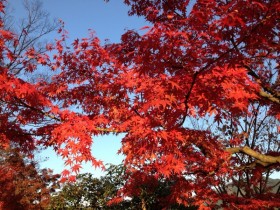 2014/11/18紅葉ドライブへ!大原〜静原〜市原