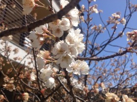 2015.3.25 テンダーライフの中庭にはたくさんの桜が咲き始めました!