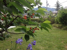 2015.4.6 中庭に毎年たわわに実るさくらんぼ。今年はちょっと少なめです。