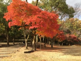 2017.11.24 毎年恒例の紅葉ドライブへ。 綺麗な紅葉めぐりの後はケーキセットをいただき皆さまと一緒に楽しい時間を過ごすことができました。... もっと見る
