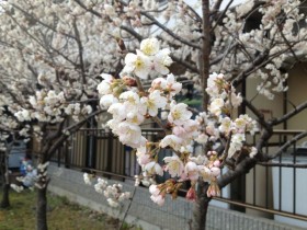 2014/03/19 桜がどんどん咲いています!