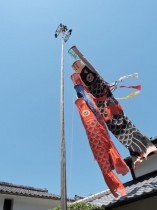 2018.5.5 ポカポカ陽気が温かい子供の日。テンダーライフひえいの中庭には今年も沢山のサクランボが実っています。