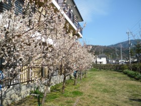 桜の咲く中庭では、比叡山が見え眺めも最高です!
